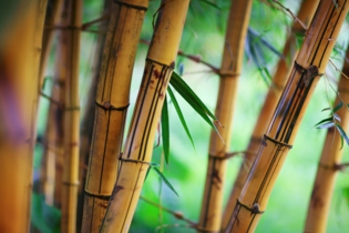 Бамбук стебли